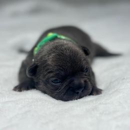 Green collar - Blue female French Bulldog puppy in Salisbury, Maryland from 77 Frenchies Maryland