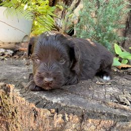 Rusty - Liver male Miniature Schnauzer puppy in Silver Creek, Mississippi from Mamie’s Minis, LLC