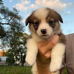 Smooch - Sable male Pembroke Welsh Corgi puppy in Arcanum, Ohio from Weissway Corgis