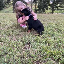 Rottweiler Puppies from Vom Rohrbach Rottweilers