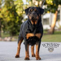 Meeka - Rottweiler