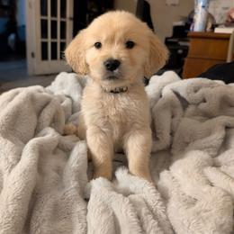 Grey - Light golden male Golden Retriever puppy in Madison, Ohio from Heckmans English Cream Golden Retrievers