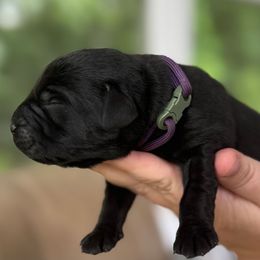 Purple Collar Male - Black male Labrador Retriever puppy in Davidsonville, Maryland from Krys Ruth