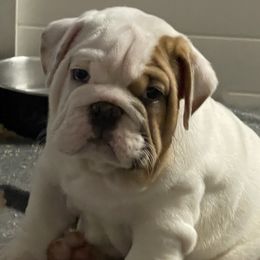 Boy 3 - Bulldog puppy in Demorest, Georgia from The Georgia Bully Bunch