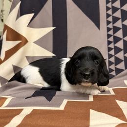 Female 2 LIMITED AKC - Piebald female Dachshund puppy in Aurora, Missouri from Baker Farms