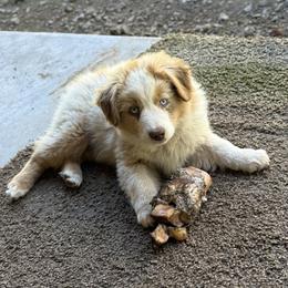 Sixes - Red merle male Miniature Australian Shepherd puppy in North Lakeport, California from Wild Rose Ranch