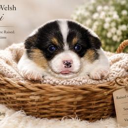 Pembroke Welsh Corgi Puppies from Rhone River Farm Pembroke Welsh Corgis