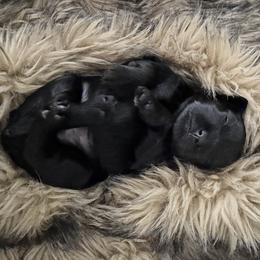 Miniature Schnauzer Puppies from Birkin’s Miniature Schnauzers