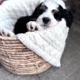 Bernedoodle Puppies from Bern'N Love Doodles