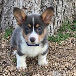 Pembroke Welsh Corgis from 7 M Corgis