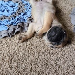Pug All Grown Up from Little River Canyon Pugs