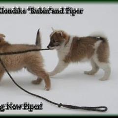 Icelandic Sheepdog Puppies from Valhalla Icelandic Sheepdogs