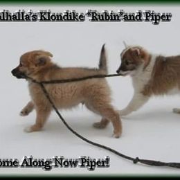 Icelandic Sheepdog Puppies from Valhalla Icelandic Sheepdogs