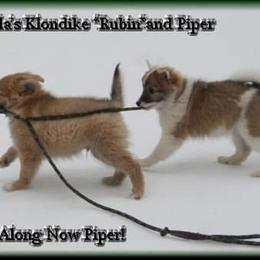 Icelandic Sheepdog Puppies from Valhalla Icelandic Sheepdogs
