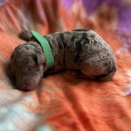 Girl 2 - Gray female Poodle puppy in Gladewater, Texas from Kalin’s K9s