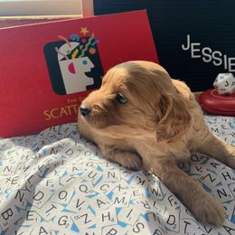 Cockapoo Puppies from Country J Canines