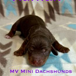 Ruffian - Chocolate and tan female Dachshund puppy in Carlsbad, Texas from MV Mini Dachshunds