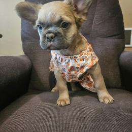 Alice (FLUFFY) - Fawn and white female French Bulldog puppy in Bend, Oregon from High Lakes Frenchies
