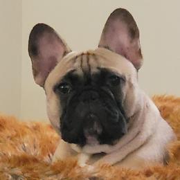 French Bulldogs and Great Danes from Treasure Wylie