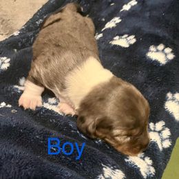 Dachshund Puppies from Hernandez Mini Deli Cutz
