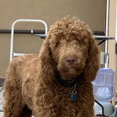 Kendrick - Labradoodle