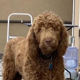 Kendrick - Labradoodle