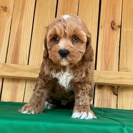 Willy - Red male Cockapoo puppy in Holton, Indiana from MoonShine Babies