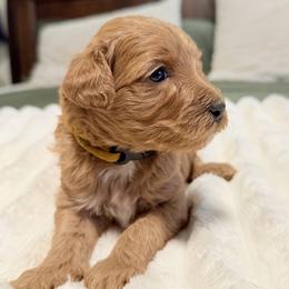 Cassiopeia (gold collar) - Apricot female Goldendoodle puppy in Twin Falls, Idaho from Magic Valley Family Doodles