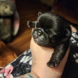 Black boy - Black male Pug puppy in Tacoma, Washington from Precious Princess Pugs