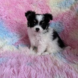 Chihuahua Puppies from My Fuzzy Chihuahuas