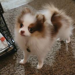 Pomeranian Puppies from Argetsinger Poms
