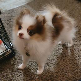 Pomeranian Puppies from Argetsinger Poms