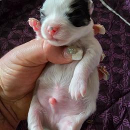 Louis - Black and white male Chihuahua puppy in Amity, Pennsylvania from Baxters Chihuahuas