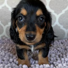 AKC 'Butch Cassidy' - Black and tan male Dachshund puppy in Joshua Tree, California from Desert Dreams Ranch