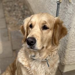 Holly - Golden Retriever