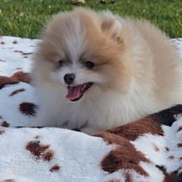 Archer - Blue and tan male Pomeranian puppy in Los Angeles, California from Pommies of LA