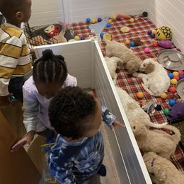 Goldendoodle Puppies from Samara Farms