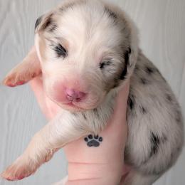 Oatmeal - Blue merle male Australian Shepherd puppy in Georgetown, Texas from River Reign Australian Shepherds