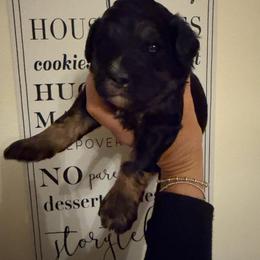 Lacy - Tri-color female Bernedoodle puppy in Carlotta, California from Lost Coast Poodles and Doodles