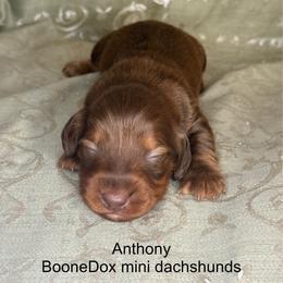 Anthony - Chocolate and tan male Dachshund puppy in Lexington, Oklahoma from BooneDox Miniature Dachshunds
