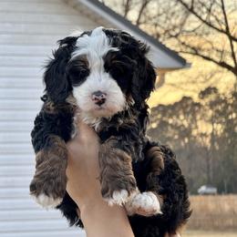 Promise - Tri-color female Bernedoodle puppy in Rose Hill, North Carolina from Red Door Canines