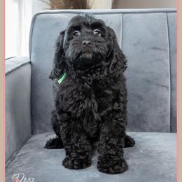 Tuscon - Black male Cockapoo puppy in Connersville, Indiana from Deaz Doodle Ranch