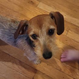 Muffin - Dachshund