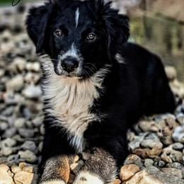 Scooter - Black tri-color male Australian Shepherd puppy in Pomeroy, Ohio from HJ's Aussies
