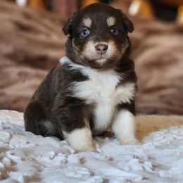 Australian Shepherd and Miniature Australian Shepherd Puppies from KSH Aussie Haven