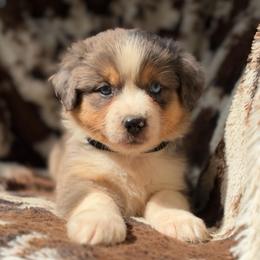 Honey Crisp - Blue merle female Australian Shepherd puppy in Wayne, West Virginia from Creek Side Aussies & Doodles