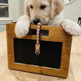 Boy 3 - Golden male Golden Retriever puppy in Carmichael, California from Sadie Lane Family Goldens