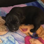 Girl 2 - Black female Shorkie puppy in White Pigeon, Michigan from Kathys Yorkie and Shih-tzu Cuties