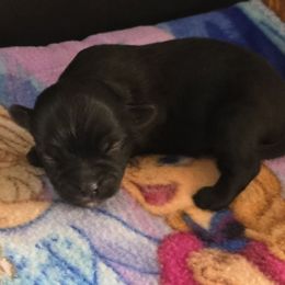 Girl 2 - Black female Shorkie puppy in White Pigeon, Michigan from Kathys Yorkie and Shih-tzu Cuties
