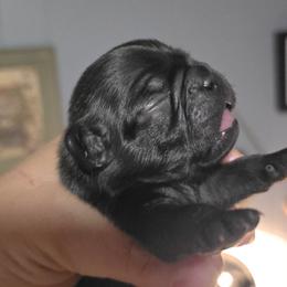 Spuds - Black male Pug puppy in Boiling Springs, South Carolina from Monsterpugs